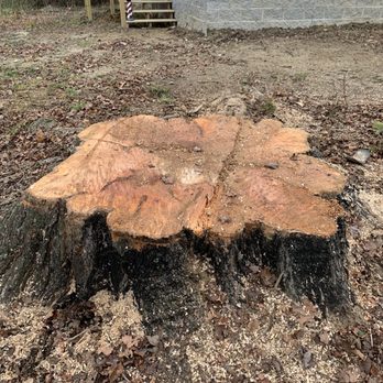 Hancock Tree Service - Can't wait to count the rings on this old tree! - Tree Services Near Me - Knoxville, Tennessee Hancock Tree Service - Can't wait to count the rings on this old tree! - Tree Services Near Me - Knoxville, Tennessee