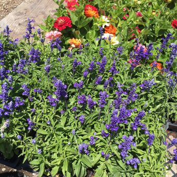 Martinez Nursery - Nurseries & Gardening Near Me - Buena Park, California Martinez Nursery - Nurseries & Gardening Near Me - Buena Park, California