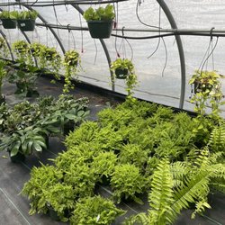 Gunter's Greenhouse