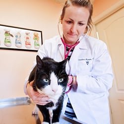 Westminster Veterinary Hospital - We love your cats, too!