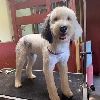 Golden Rust Farms Pet resort - Grooming pup's feeling their best in Carroll Ohio - Pet Groomers Near Me - Carroll, Ohio Golden Rust Farms Pet resort - Grooming pup's feeling their best in Carroll Ohio - Pet Groomers Near Me - Carroll, Ohio