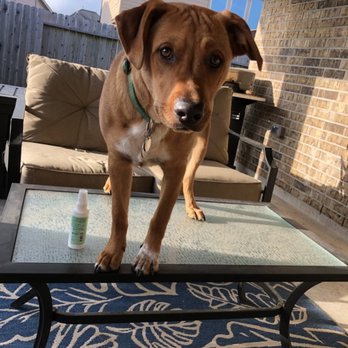 K & K Pet Services - Linky Boy should NOT be on that table... - Pet Sitting Near Me K & K Pet Services - Linky Boy should NOT be on that table... - Pet Sitting Near Me
