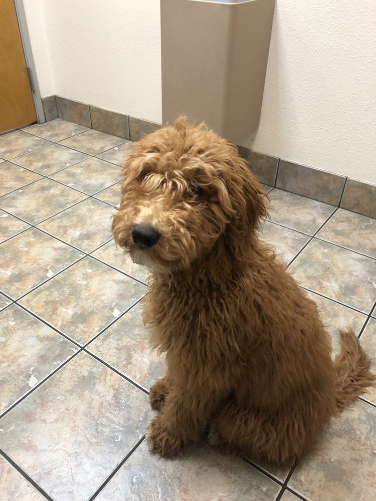 ABOVE AND BEYOND DOG GROOMING 29 Reviews 42407 N Vison Way, Phoenix