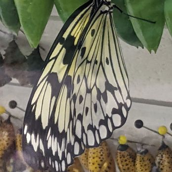 Pacific Science Center - 7/24 - Museums Near Me - Seattle, Washington