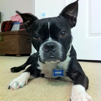 Doggy Studio - Pet Groomers Near Me - Tamarac, Florida