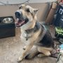 Photo of All Star Animal Grooming
