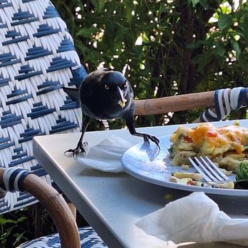 Lela's Eatery - You left your table alone, that food is the birds' now. - Desserts Near Me - San Juan, Puerto Rico Lela's Eatery - You left your table alone, that food is the birds' now. - Desserts Near Me - San Juan, Puerto Rico