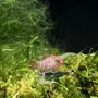 Photo of Blue Ribbon Koi & Marine