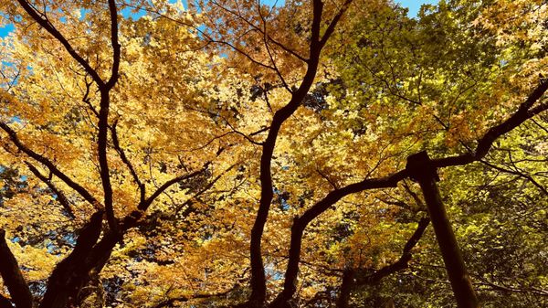 Kitaguchi Hongu Fuji Sengen Shrine by null