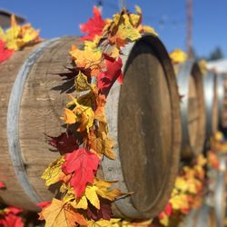 La Mesa Oktoberfest