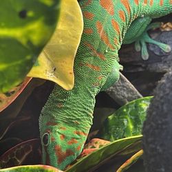 Exotic Empire pets and supplies - A few awesome reptiles here at exotic empire!  Come and see us!! Give us a call!! 225-673-1102