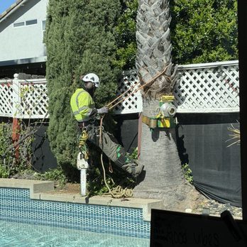 The Tree Boss - Tree Services Near Me - Yuba City, California The Tree Boss - Tree Services Near Me - Yuba City, California