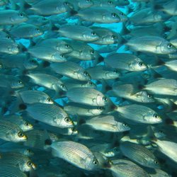 Goose's Scuba Shack - Schooling fish