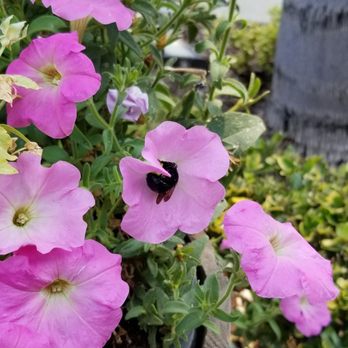 Miner's Leap Winery - A black bee in the flower. - Wineries Near Me - Clarksburg, California