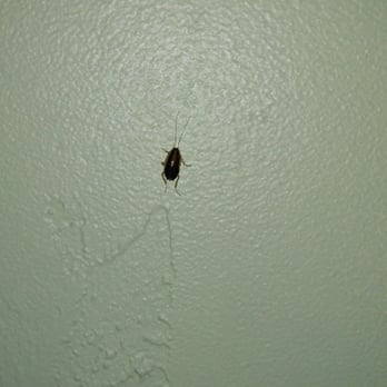 Finca Casa Blanca - Roach like bug on bathroom wall, about dime sized - Mexican Near Me - La Mesa, California