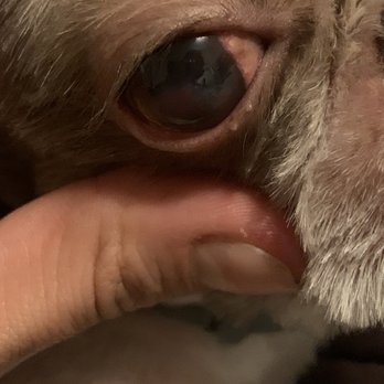 Desired Styles Pet Grooming - Injured eye - Pet Groomers Near Me - Jurupa Valley, California