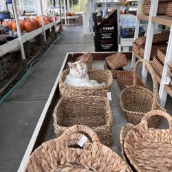 AJ Rahn Greenhouses - Greenhouse cat