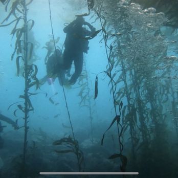 Original Oaktown Divers - Monterey California - Scuba Diving Near Me - Oakland, California Original Oaktown Divers - Monterey California - Scuba Diving Near Me - Oakland, California