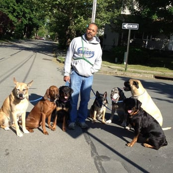 Allfordogs - Just another walk - Pet Training Near Me