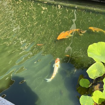 US National Arboretum - Koi pond - Botanical Gardens Near Me - Washington, DC, District of Columbia US National Arboretum - Koi pond - Botanical Gardens Near Me - Washington, DC, District of Columbia