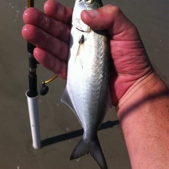 Forest Beach - Bluefish - Beaches Near Me Forest Beach - Bluefish - Beaches Near Me