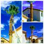 Aron's Tree Service