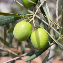Olive and Herb