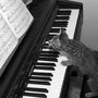 Steve Nichols Piano Tuning
