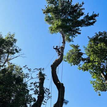 J’s Crew Tree Service - Cutting down big pine in Roslindale ma - Tree Services Near Me - Lynn, Massachusetts