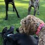 Photo of Jet Pet Resort NorthShore