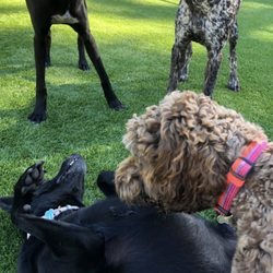 Jet Pet Resort NorthShore
