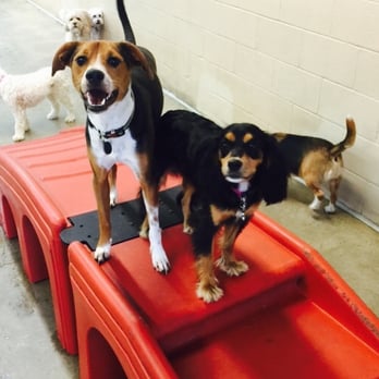 Camp Bow Wow - Small dog yard! - Pet Sitting Near Me - Charlotte, North Carolina