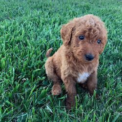 Colony Breeders - Goldendoodle puppy