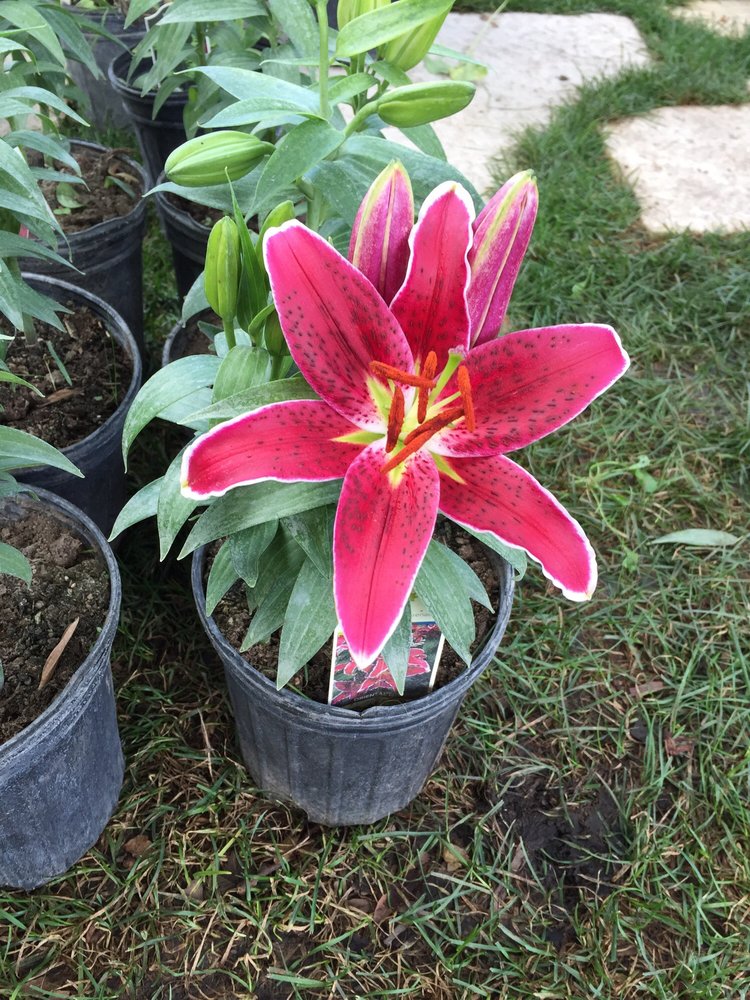 ROBERTS NURSERY & PERENNIALS Updated October 2024 1616 Honeywell Rd, Mukwonago, Wisconsin