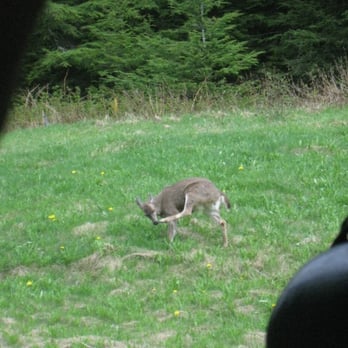 Icy Strait Point - A deer! - Travel Services Near Me - Hoonah, Alaska