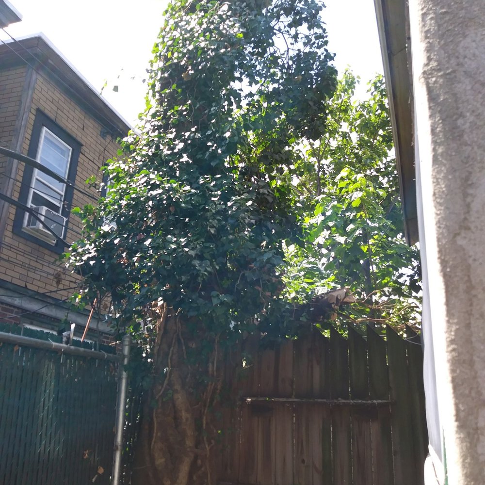 AEW Excavation - Tree before - Landscaping Near Me AEW Excavation - Tree before - Landscaping Near Me