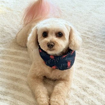 Marvelpup - Pet Groomers Near Me