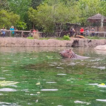 Dallas Zoo - Zoos Near Me - Dallas, Texas Dallas Zoo - Zoos Near Me - Dallas, Texas