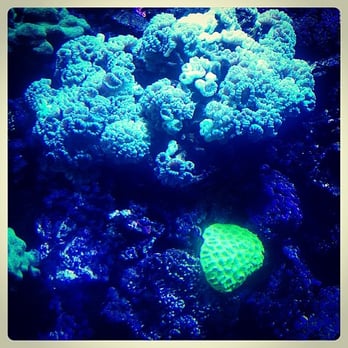 Seattle Aquarium - Aquariums Near Me - Seattle, Washington Seattle Aquarium - Aquariums Near Me - Seattle, Washington