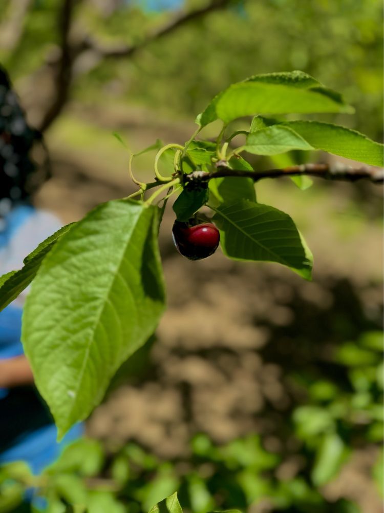 MAGGIORE CHERRY RANCH TEMP. CLOSED Updated October 2024 119