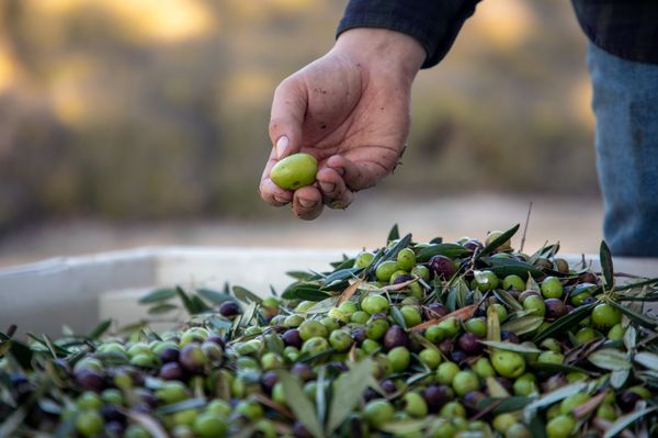 Pasolivo Olive Oil by null