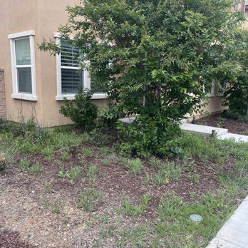 Herrera Landscaping and Tree Services - Before - Landscaping Near Me Herrera Landscaping and Tree Services - Before - Landscaping Near Me