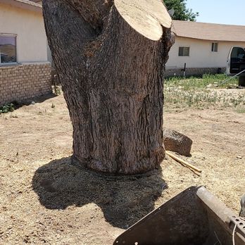 Adolfo's Tree Service - Tree Services Near Me - Yuma, Arizona Adolfo's Tree Service - Tree Services Near Me - Yuma, Arizona