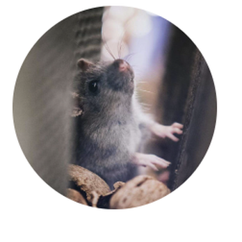Ugott Pest Control - Pest Control Near Me - Bakersfield, California Ugott Pest Control - Pest Control Near Me - Bakersfield, California