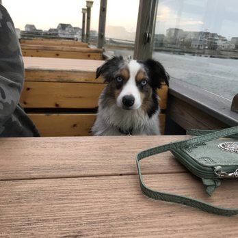 Champlin's Seafood - My JD waiting patiently for Mom and Dad - Seafood Near Me - Narragansett, Rhode Island Champlin's Seafood - My JD waiting patiently for Mom and Dad - Seafood Near Me - Narragansett, Rhode Island