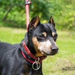 Will County Humane Society - Kaiser, ready for his forever home!