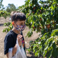 U Pick Orchards - 🍒U-Pick Orchards🍒