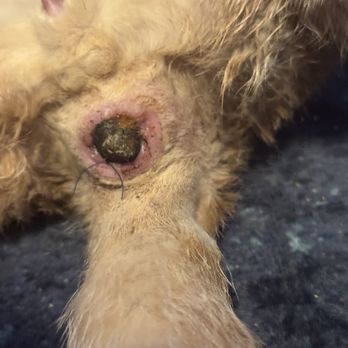 Animal Fix Clinic - Before surgery: constipated, because wasn't able to push through the sutures - Veterinarians Near Me - Pinole, California Animal Fix Clinic - Before surgery: constipated, because wasn't able to push through the sutures - Veterinarians Near Me - Pinole, California