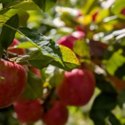 Basse's Taste of Country Farmers Market - Nice looking apples