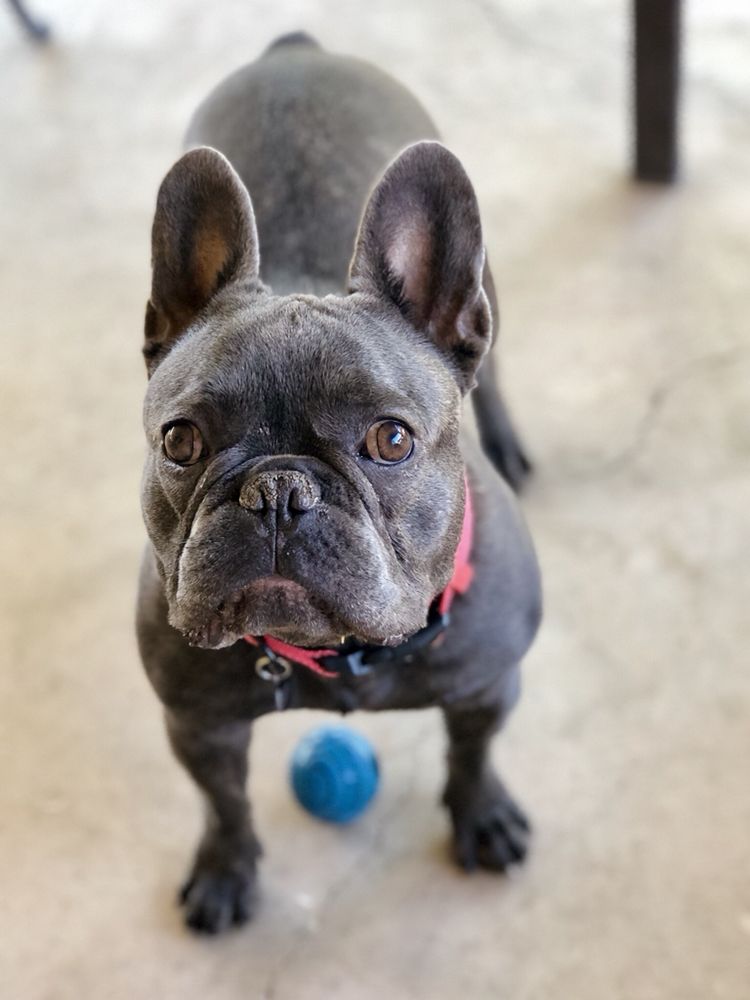 THE DOG SITTER, LLC with 29 real customer photos Updated August 2024